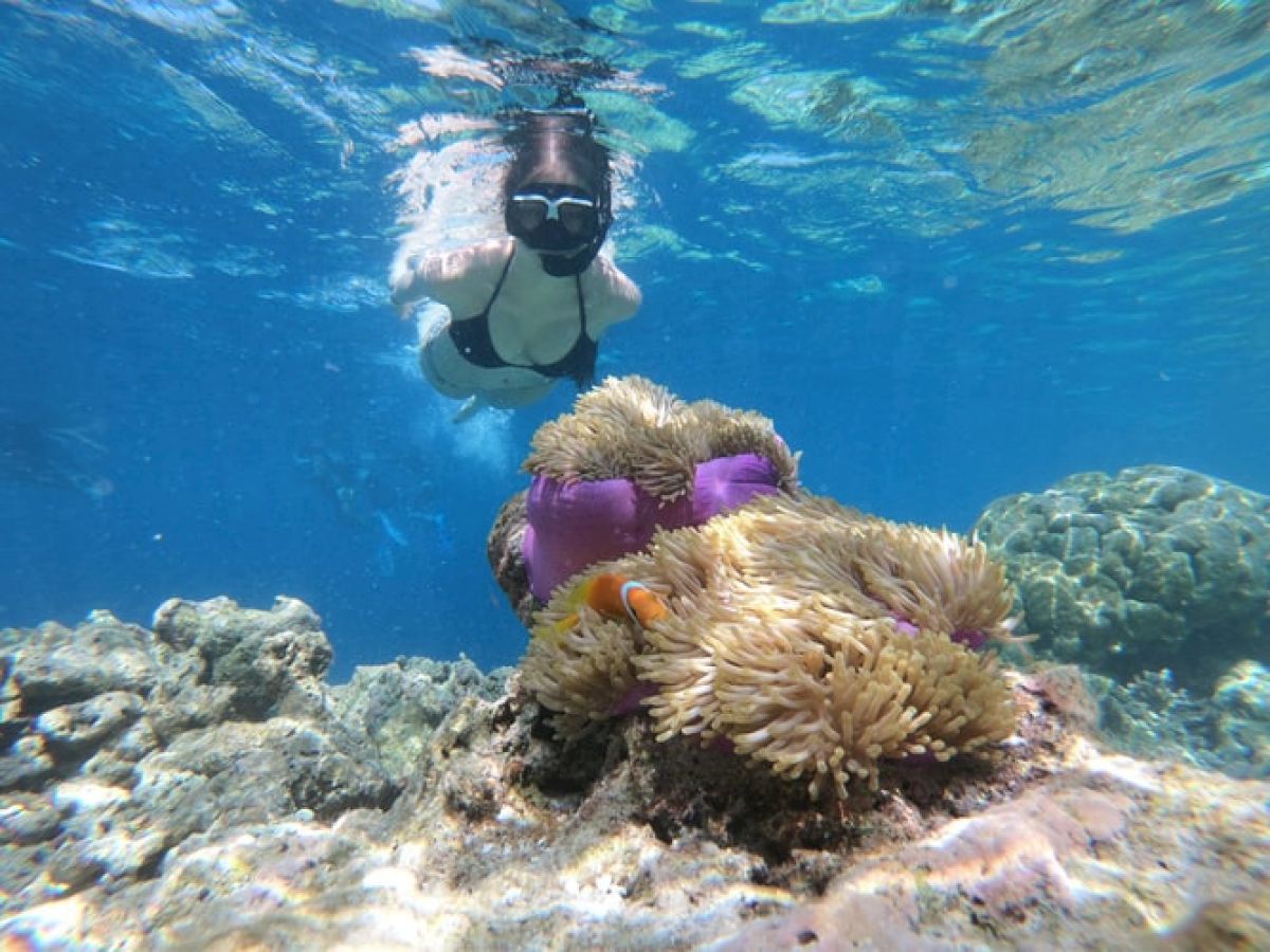 A snorkeler is swimming underwater above a vivid coral reef, featuring colorful anemones and fish in clear blue water, creating a serene aquatic scene.